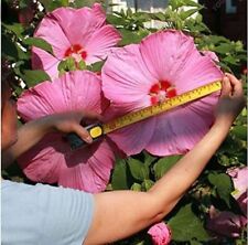 100 semi hibiscus usato  Italia