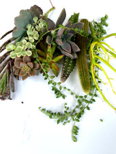 Special varieties cuttings for sale  Houston