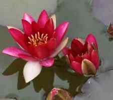 Dwarf red water for sale  LOUTH