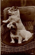 Vintage postcard sealyham for sale  MATLOCK