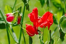 Flower sweet pea for sale  WREXHAM