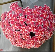 Hoya pubicalyx pink d'occasion  Expédié en Belgium