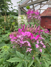 Cleome spinosa plug for sale  BECCLES