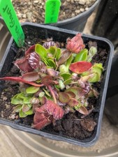 Cephalotus follicularis diflor d'occasion  Génolhac