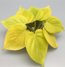 Philodendron micans lime gebraucht kaufen  Wuppertal