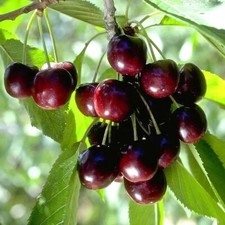 Black cherry seeds for sale  Wilmington