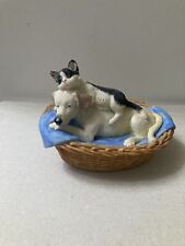 Black white cat for sale  SHANKLIN