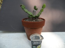 Euphorbia opuntioides...12 old for sale  Saint Cloud
