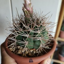 Gymnocalycium mazanense ferox usato  Modena