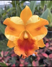 Set cattleya orchids for sale  Bonita Springs