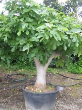 Fico comune ficus usato  Valmacca