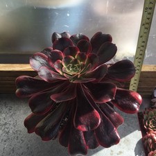 Aeonium canary for sale  GRAVESEND
