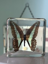 Butterfly resin specimen for sale  WOLVERHAMPTON
