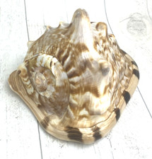 Large king helmet for sale  WOKING