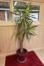 Large yucca yukka for sale  KING'S LYNN