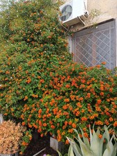 Offerta vasi lantana usato Offerta vasi lantana usato  Marsala