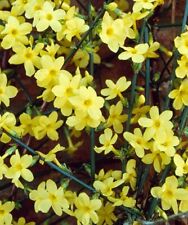 Hardy yellow climbing for sale  MAIDSTONE