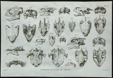 1836 crânes tortues d'occasion  France