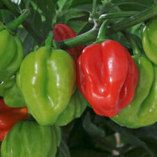 Chilli pepper scotch for sale  LLANDYSUL