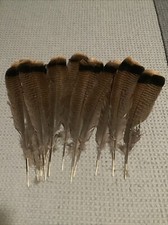 Wild turkey tail for sale  Corinth