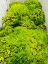Live mood moss for sale  ISLEWORTH
