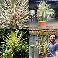 Cordyline australis palm for sale  LEICESTER