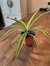 Spiderplant live indoor for sale  Pleasant Hill
