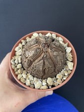 Superbe caudex dioscorea d'occasion  Aire-sur-l'Adour