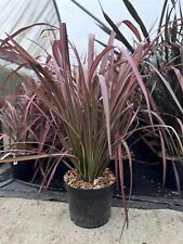 Phormium evening glow for sale  KING'S LYNN