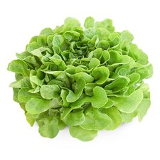 Lettuce plants cut for sale  BANBURY