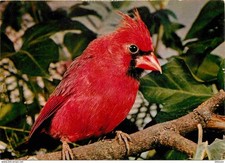 Animaux oiseaux cardinal d'occasion  Fruges