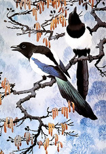 Magpies perched alder for sale  NELSON