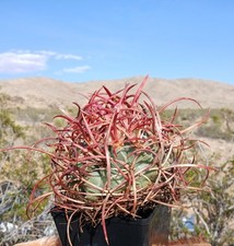 Rare cactus red for sale  Victorville