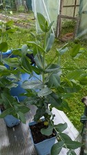 Eucalyptus nitens shining gebraucht kaufen  Bad Rappenau