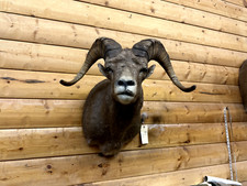 Shoulder mount rocky for sale  Wrenshall