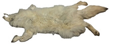 Tanned arctic fox for sale  Deming