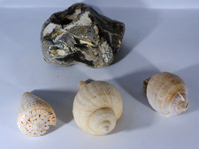 Sea shells rock for sale  SHEFFIELD