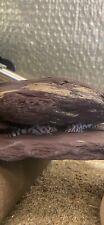 Hypancistrus l236 pleco for sale  CIRENCESTER