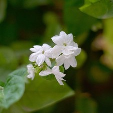 Jasminum sambac jasmin d'occasion  Pouzauges