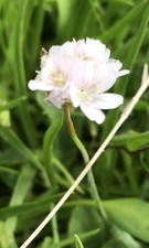 Graines armeria maritima d'occasion  Amiens-