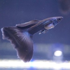 Blue moscow delta for sale  Nashville