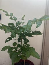 Wampee tree chicken for sale  Baldwin Park