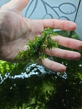 20x40cm aquariummoos riesenque gebraucht kaufen 20x40cm aquariummoos riesenque gebraucht kaufen  Salzweg