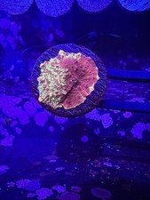Jawbreaker mushroom coral for sale  Garnet Valley