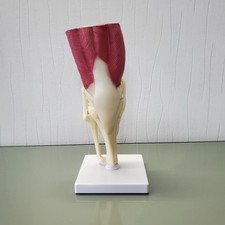 Anatomisches modell eines gebraucht kaufen  Dortmund