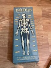 Anatomical skeleton educationa for sale  ORMSKIRK