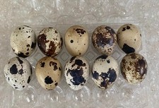 Japanese quail eggs for sale  LOWESTOFT
