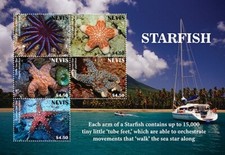 Nevis 2020 starfish for sale  Brooklyn