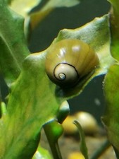 Live freshwater olive for sale  Brandon
