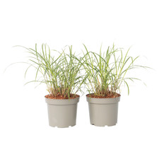 Używany, Miskant chiński - 2 szt - Miscanthus sinensis Red Chief - W40-60cm - ⌀23cm na sprzedaż  Wysyłka do Poland